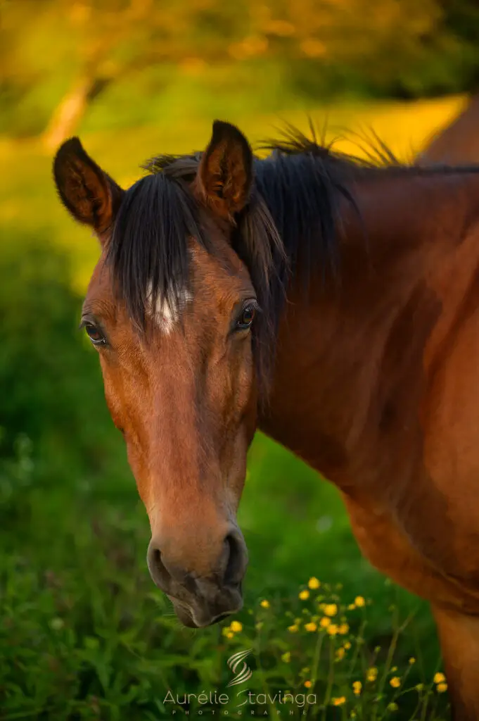 Photographe animaux de compagnie isere voiron grenoble chambéry bourgoin jallieu saint geoire en valdaine cheval équitation coucher du soleil - Aurélie Stavinga photographe Grenoble Voiron