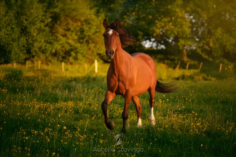 Photographe animaux de compagnie isere voiron grenoble chambéry bourgoin jallieu saint geoire en valdaine cheval équitation coucher du soleil - Aurélie Stavinga photographe Grenoble Voiron