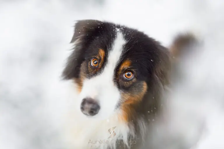 Photographe animaux de compagnie isere voiron grenoble chambéry bourgoin jallieu saint geoire en valdaine chien berger australien en hiver - Aurélie Stavinga photographe Grenoble Voiron